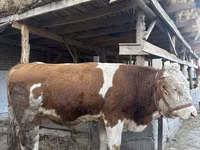 Rinder (Partie, Geschlecht nicht angegeben), Simmental cattle — Foto 1