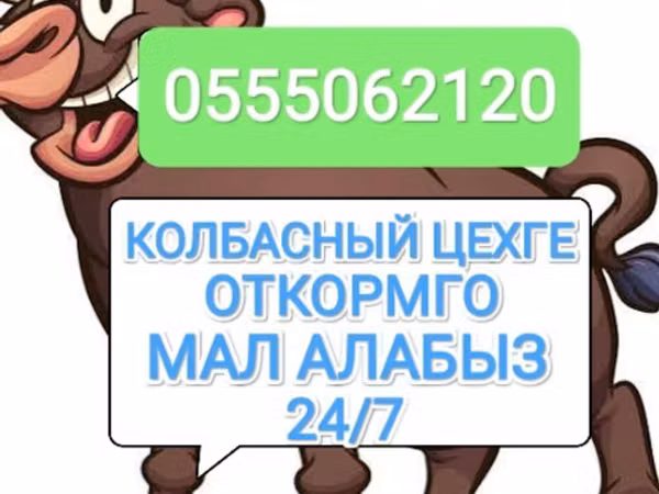 Бык, Коровы — Кыргызстан