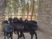 كبش, Hissar sheep — الصورة 1