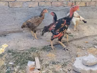 Ayam Cemani — Foto 3