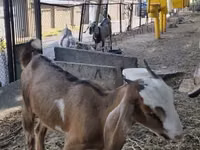 Ziege, Nubian Goat — Foto 3