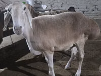 Schaf, Afghan Arabi sheep — Foto 4