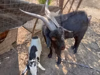Cabro, Nubian Goat — foto 2