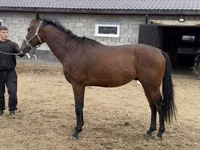 Hengst, Thoroughbred horse — Foto 2