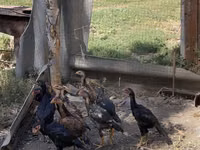 Chickens — Foto 4