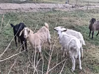 Ешкі, Nubian Goat — 3-сурет