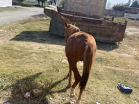 Hengst, Chilean horse — Foto 3