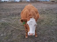 母牛, Swiss cattle — 照片 2