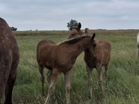 Yegua, Horse breed — foto 3