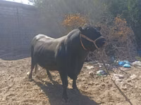 Buqa, Aberdin – Angus — 5-rasm