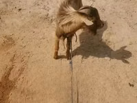 बकरा, बकरियाँ — फ़ोटो 2