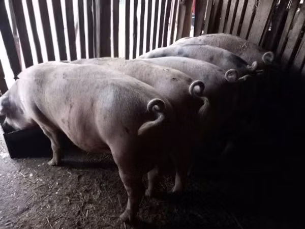 Schweine (Partie, Geschlecht nicht angegeben), 