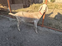 Ziege, Nubian Goat — Foto 4