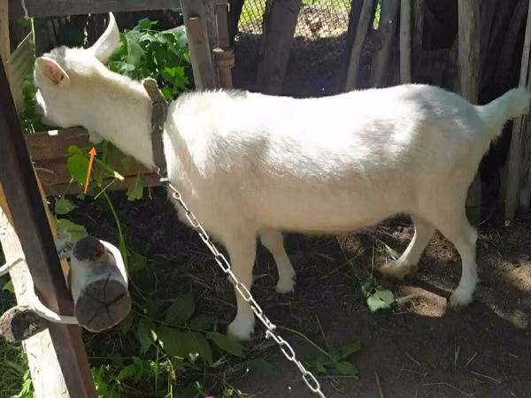 母山羊, Saanen goat — 哈萨克斯坦