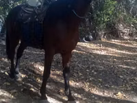 Hengst, Friesian sport horse — Foto 4