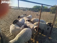 Schaf, White Suffolk sheep — Foto 2