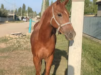 घोड़ा, Thoroughbred horse — फ़ोटो 6