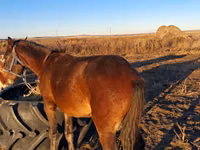 Caballo, Caballos — foto 1