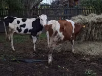 Cow, Russian Black pied cattle — photo 1