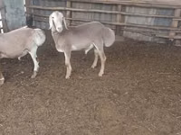 كبش, Arashan sheep — الصورة 1