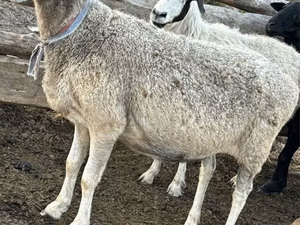 Schaf, Schafe