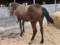 Stute, Thoroughbred horse — Foto 4