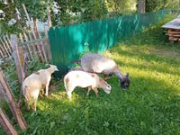 Ziege, Kejobong goat — Foto 3