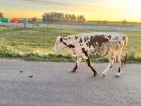गाय, Russian Black pied cattle — फ़ोटो 1