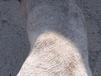 Widder, Ordabasy sheep — Foto 4