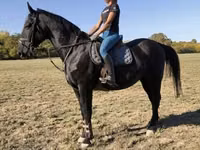 Hengst, Nonius horse — Foto 2