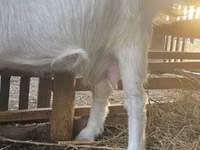 Cabra, Cabras — foto 4