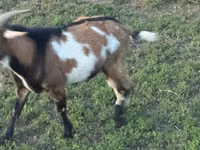 Cabro, Cabras — foto 2