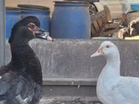 Ducks — foto 3