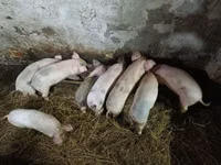 Schweine (Partie, Geschlecht nicht angegeben), Schweine — Foto 1