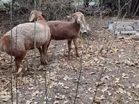 Oveja, Hissar sheep — foto 7