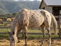 Hengst, Appaloosa — Foto 2