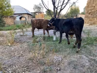 Bull, Cattle — photo 5