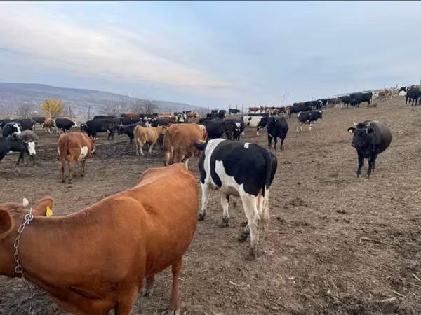 Bulle, Russian Black pied cattle