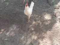 Chickens — Foto 1