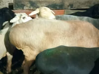 Ram, Hissar sheep — photo 6