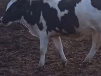 公牛, Holstein breed — 照片 2