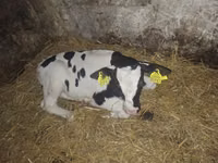 Bulle, Simmental cattle — Foto 3
