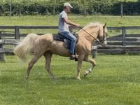 حصان, Rocky Mountain Horse — الصورة 1