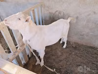 Ziegenbock, Saanen goat — Foto 6