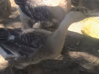 Geese — Foto 6