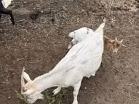 山羊（批次，未指定性别）, Goats — 照片 5