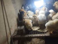 Chickens — Foto 1