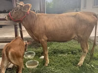 母牛, Cattle — 照片 1
