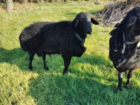 Widder, Tian-Shan semifinewool sheep — Foto 3