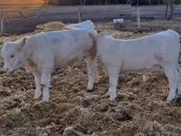Bulle, Charolais cattle — Foto 7